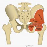 Image 11: Deep hip muscles