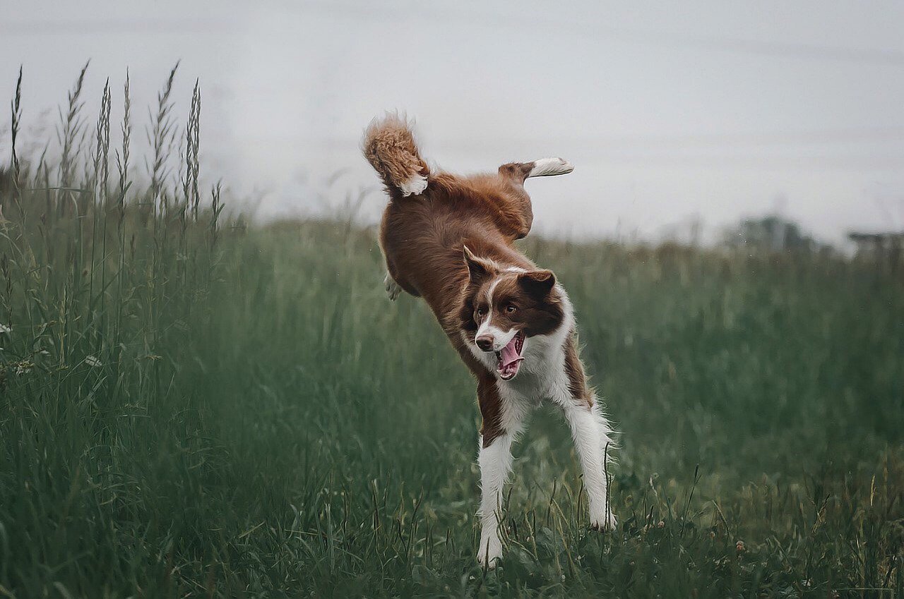 High impact (jumping) is best yet studied in children and premenopausal women