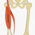 Image 12: RF and sartorius