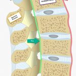 Image 2: Spinal ligaments