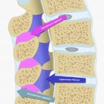 Image 3: Spinal ligaments