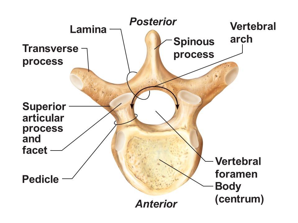 vertebrae anatomy