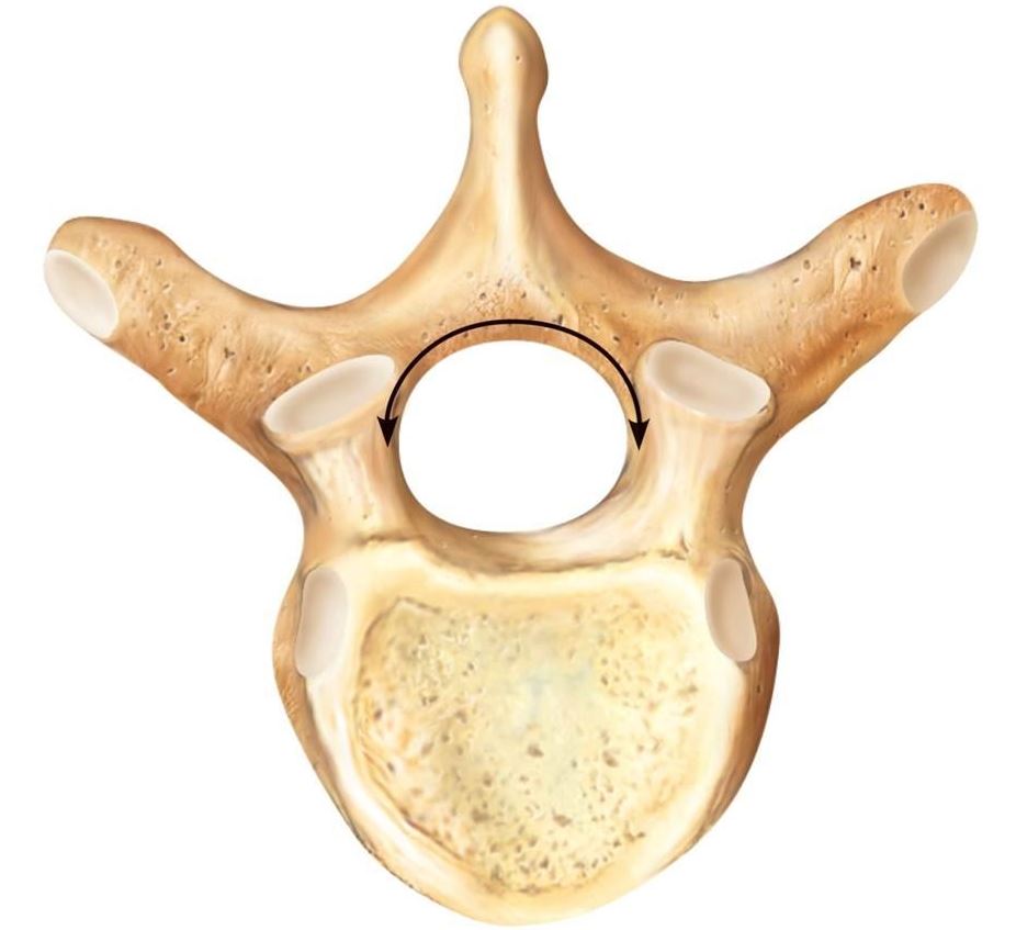 lumbar vertebra lateral view unlabeled