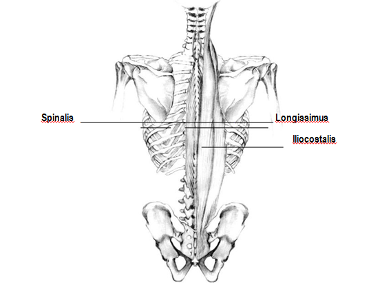 deep-back-muscles