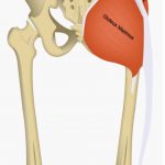 Image 9: Gluteus maximus and TFL