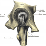 Source: Henry Vandyke Carter - Henry Gray (1918) Anatomy of the Human Body 