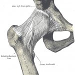 Source: Henry Vandyke Carter - Henry Gray (1918) Anatomy of the Human Body 