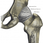 Source: Henry Vandyke Carter - Henry Gray (1918) Anatomy of the Human Body 