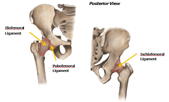 ligaments-of-hip