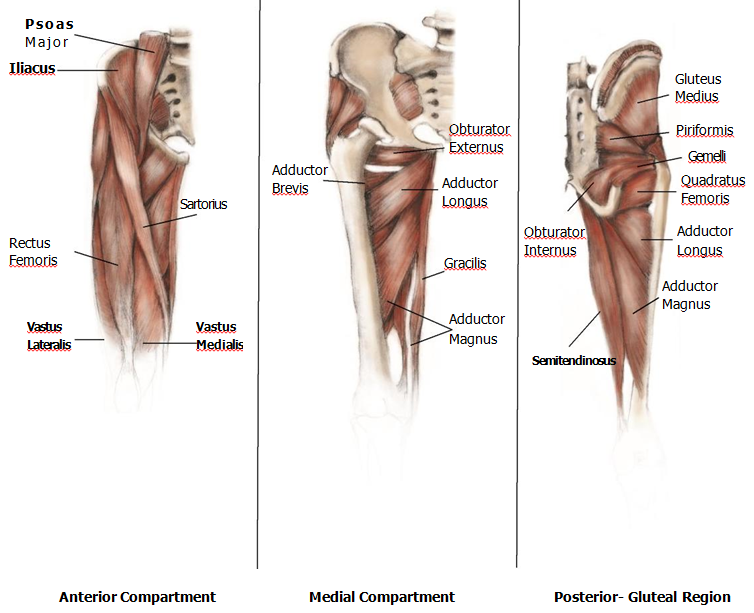 muscle-groups-hip