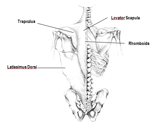 superficial-back-muscles