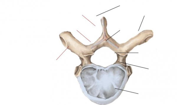 thoracic-vertebra